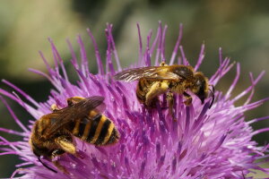 Halictus Scabiosae © Robert Zimmermann