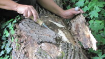 Untersuchung Der Totholzstrukturen Mittels Stechbeitel