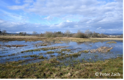 Flachwasserbereich in der Regentalaue
