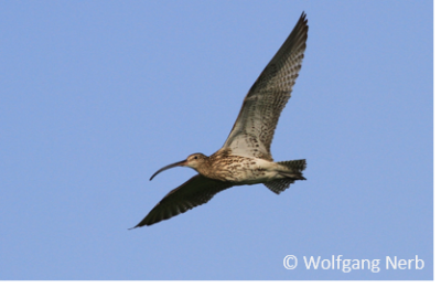 Ein ganz besonderes Erlebnis: Brachvogel im Flug
