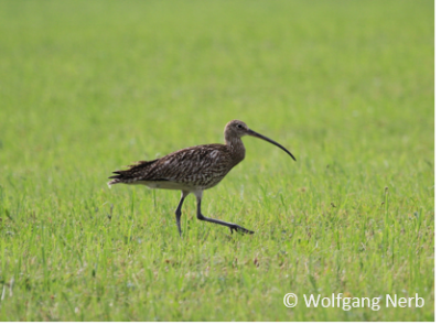 Großer Brachvogel