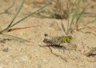 gefleckte Keulenschrecke