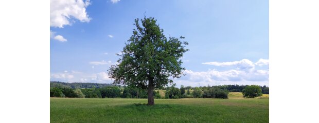 Birnbaum in der Oberpfalz Birnbaum in der Oberpfalz