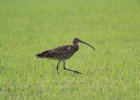 Der vom Aussterben bedrohte Große Brachvogel im Naturschutzgebiet Stöcklwörth