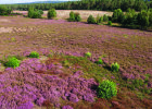 Heidekrautfläche im Naturschutzgebiet 