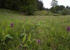 Blüten auf einer Wiese